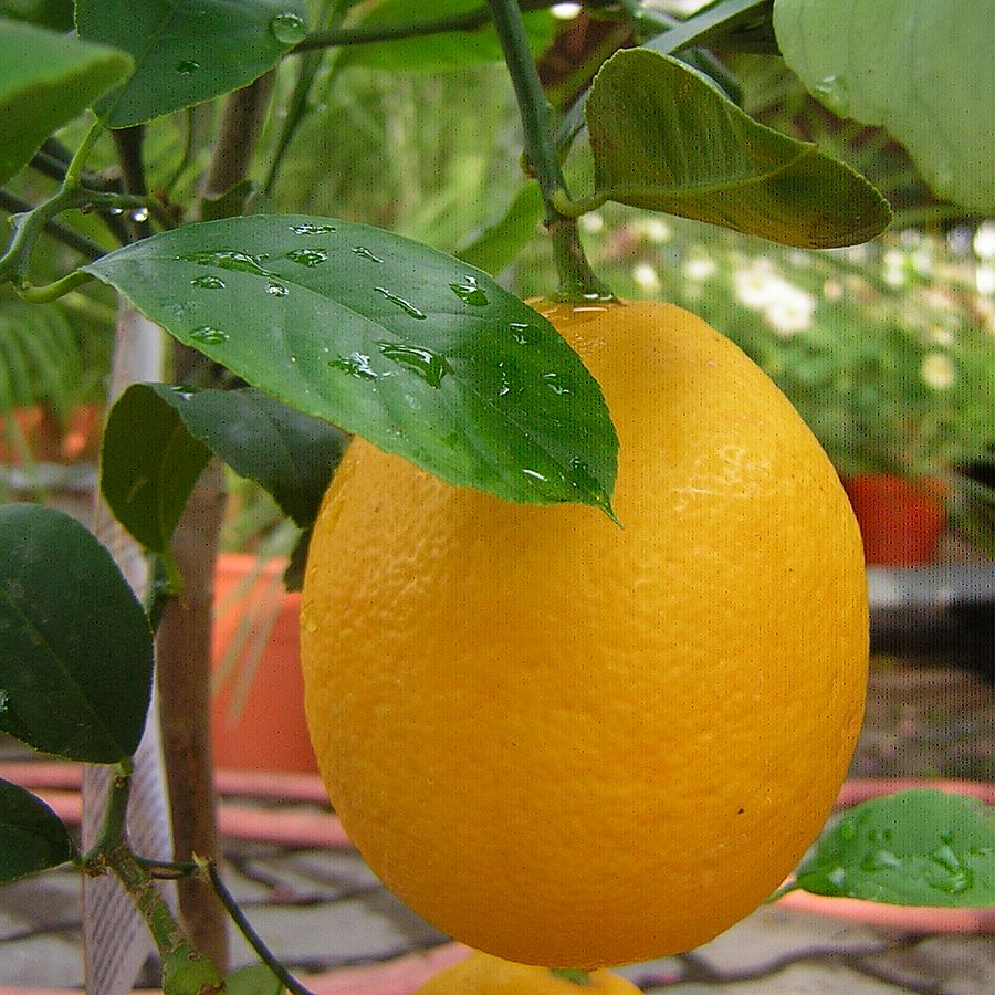 Narancs Citrus sinensis